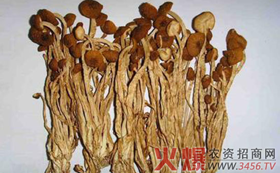 茶树菇生物特征