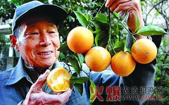 橙子病虫害防治方法