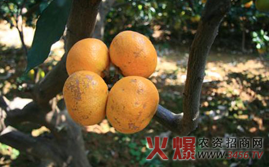 橙子病虫害防治方法