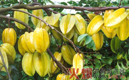 杨桃病虫害防治