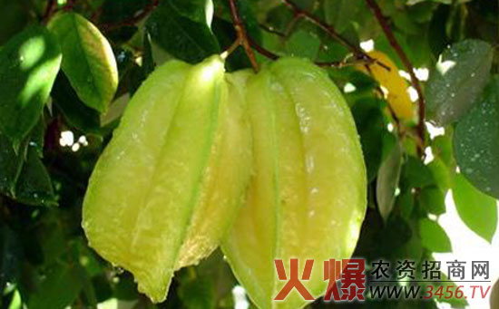 杨桃病虫害防治
