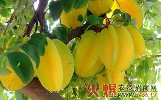 红杨桃肥水管理技术