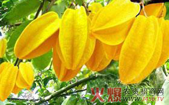 红杨桃肥水管理技术