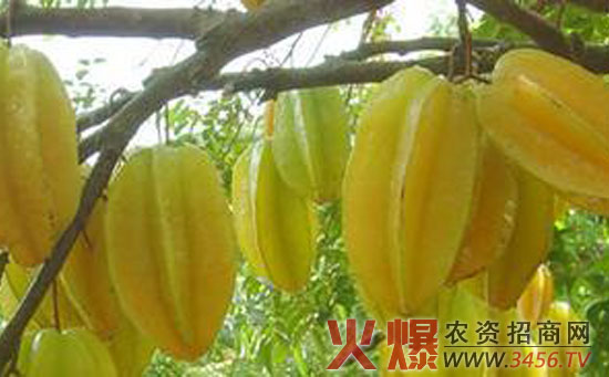 红杨桃肥水管理技术