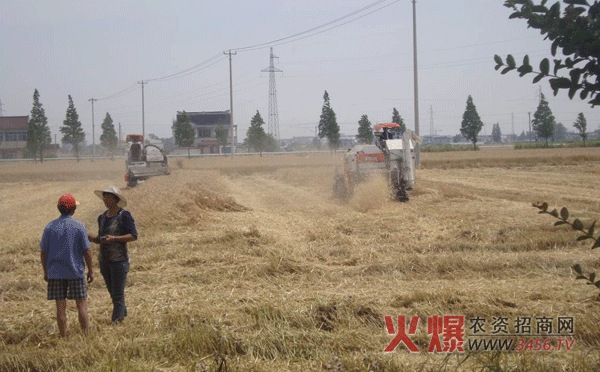 小麦倒伏怎么收获