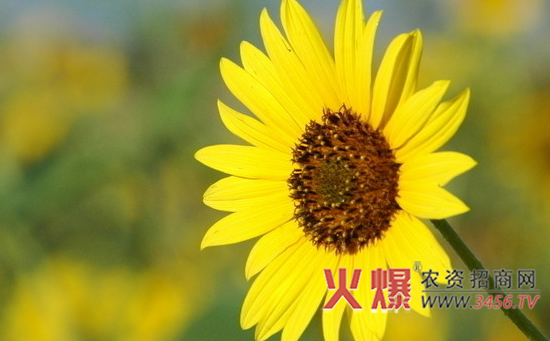 向日葵地膜覆盖栽培技术