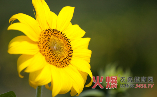 向日葵地膜覆盖栽培技术