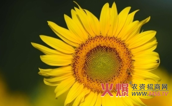 向日葵地膜覆盖栽培技术