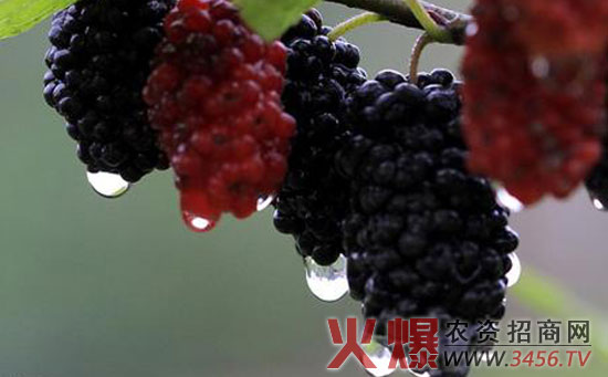 桑椹病虫害防治方法