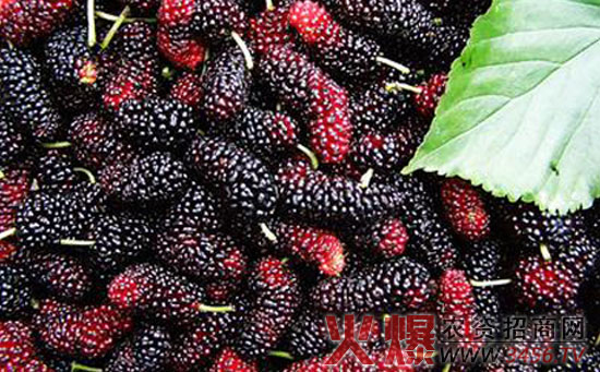 桑椹病虫害防治方法