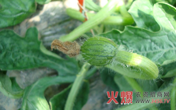 西瓜灰霉病