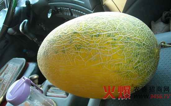 哈密瓜大棚栽培技术