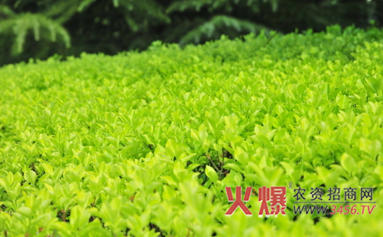 茶树栽培技术