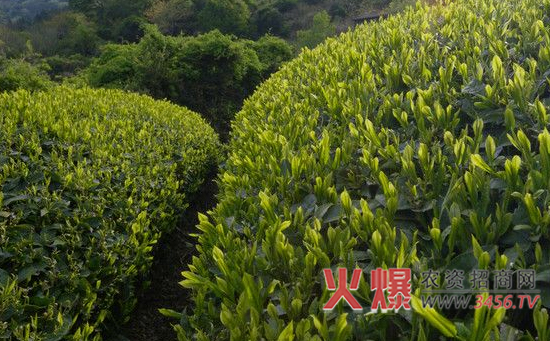 茶树种子繁殖技术