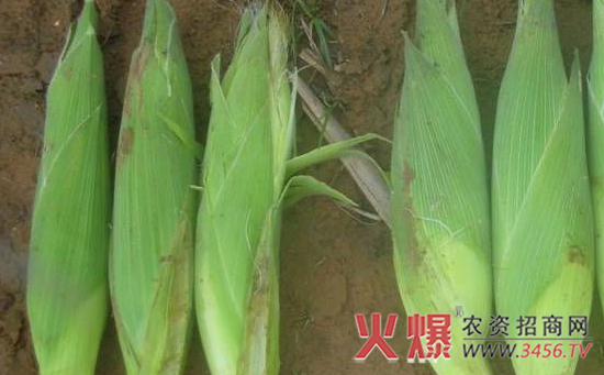 甜玉米生产中应注意的问题