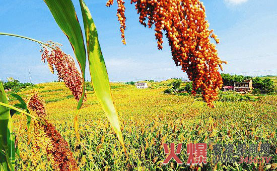 再生高粱中后期主要病虫发生与防治