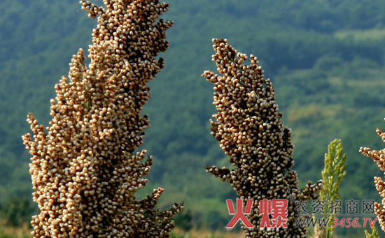 再生高粱中后期主要病虫发生与防治