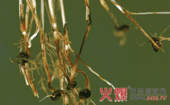 高粱立枯病的防治方法
