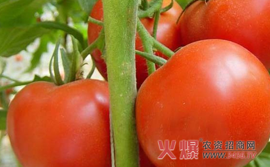 番茄种子的催芽方法