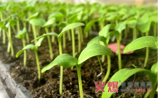 茄子的变温催芽技术