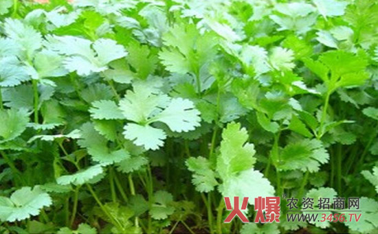 香菜种子催芽方法
