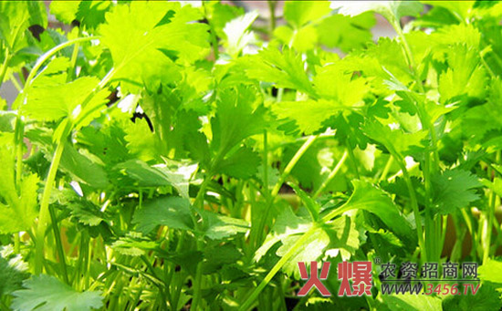 香菜种子催芽方法
