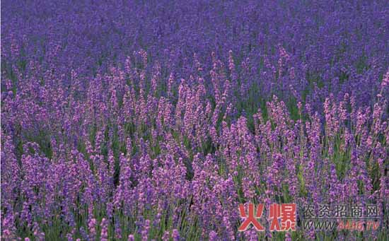 薰衣草种子的催芽方法