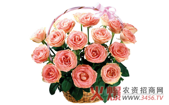玫瑰种子的催芽方法