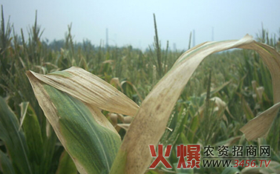 玉米叶片发黄干边的原因