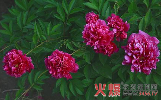牡丹灰霉病防治方法