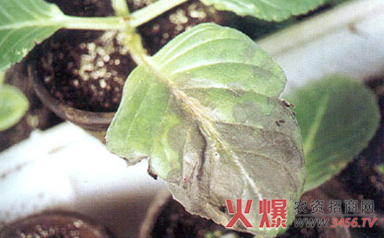 大岩桐病虫害防治方法