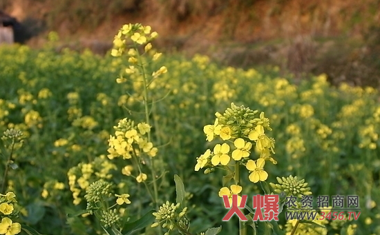 油菜施什么肥长的快。