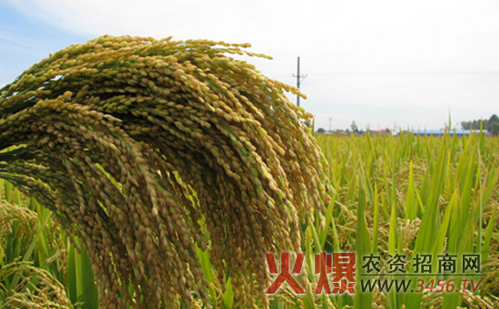 水稻提高产量的方法