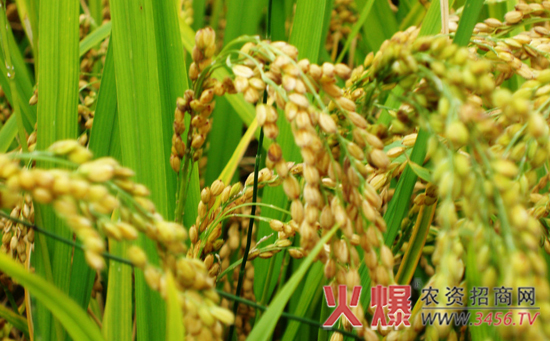 水稻移苗移栽技术