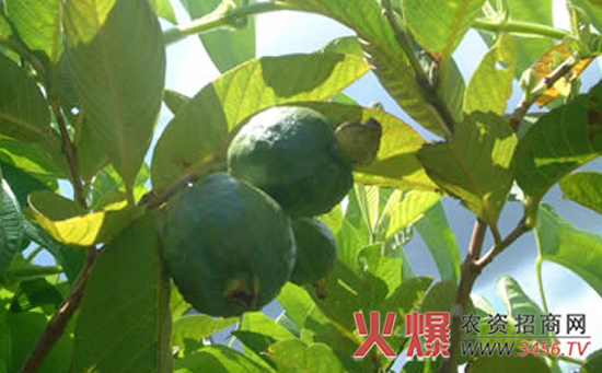 番石榴的修剪技术