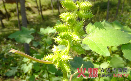 苍耳子的栽培技术