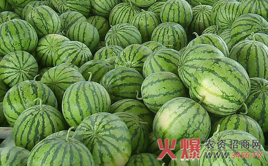 西瓜的生长对环境的要求