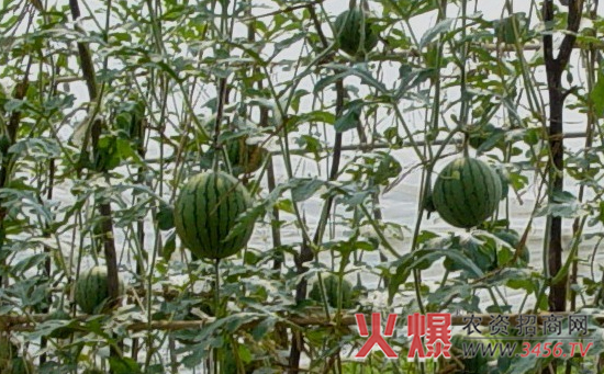 西瓜的生长对环境的要求