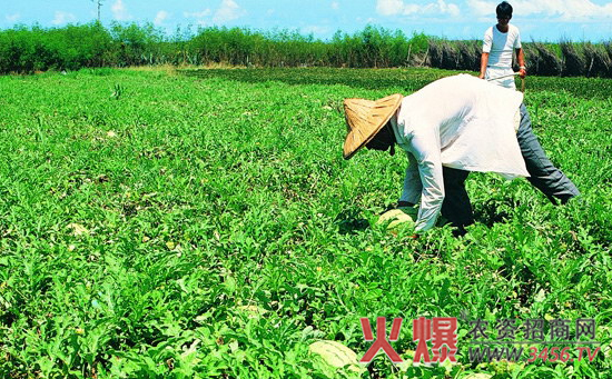 西瓜定植后管理技术