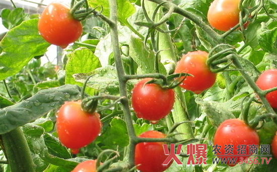 西红柿生育期的管理技术