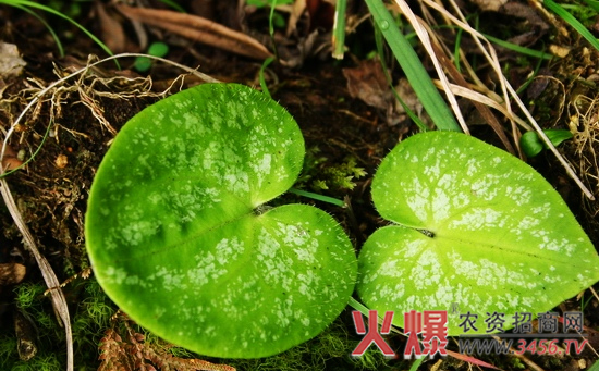 细辛的种植技术