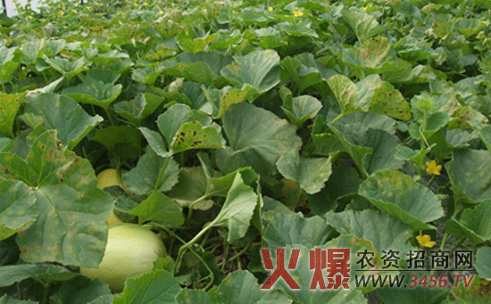 甜瓜增甜的方法