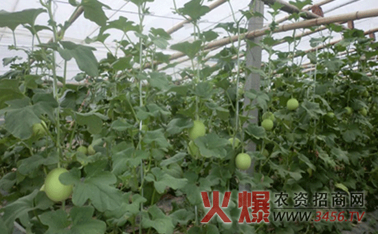 甜瓜增甜的方法