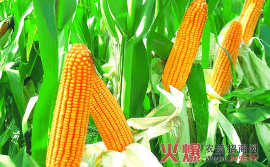 隆平206玉米种亩产量
