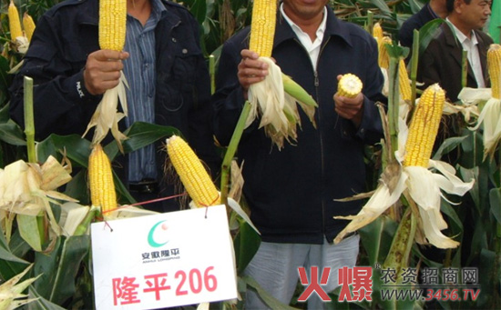 隆平206玉米种图片