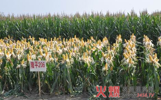 隆平206玉米种亩产量