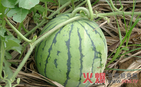 如何挑选熟的好的西瓜？
