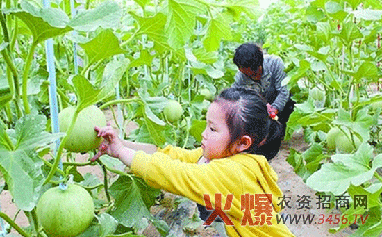 判断甜瓜是否成熟的方法