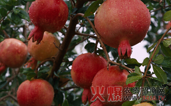 提高石榴坐果率的方法