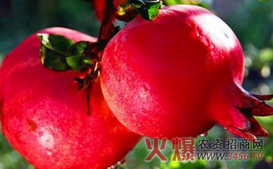 提高石榴坐果率的方法